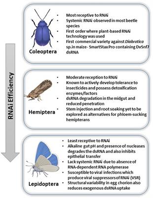 Next Generation dsRNA-Based Insect Control: Success So Far and Challenges